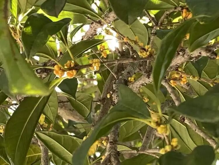 上海已入秋!申城第一波桂花香你闻到了吗? 上海已入秋!申城第一波桂花香你闻到了吗?