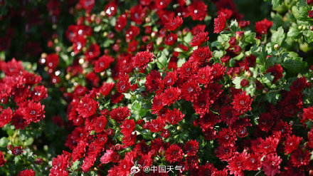 寒露 至 北京秋花带露