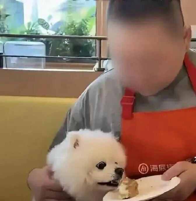 关注 | 又见宠物狗上桌！知名自助火锅门店回应！