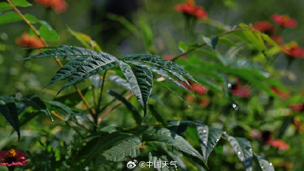 寒露 至 北京秋花带露