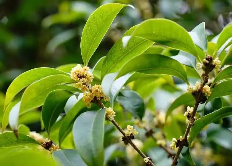 上海已入秋!申城第一波桂花香你闻到了吗? 上海已入秋!申城第一波桂花香你闻到了吗?
