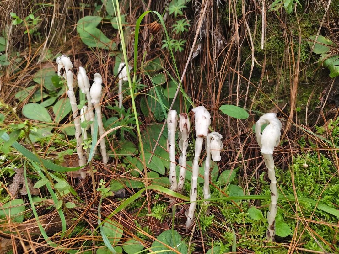 “幽灵草”现身！云南巍山发现60余株濒危水晶兰