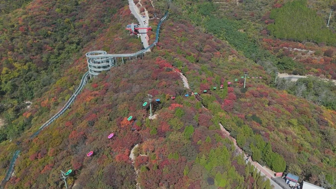 山东淄博万亩红叶迎来观赏期