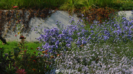 寒露 至 北京秋花带露