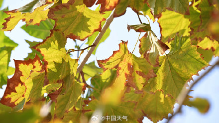 寒露 至 北京秋花带露
