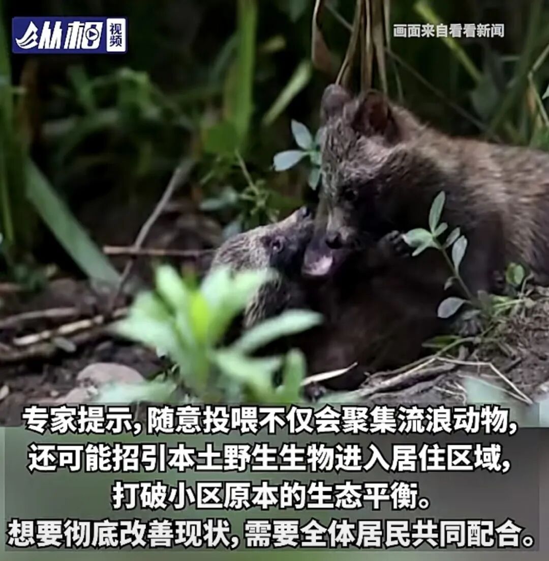 投喂流浪猫引来“不速之客” ,上海一小区架空层成排便点,异味难除 …… 投喂流浪猫引来“不速之客” ,上海一小区架空层成排便点,异味难除 ……