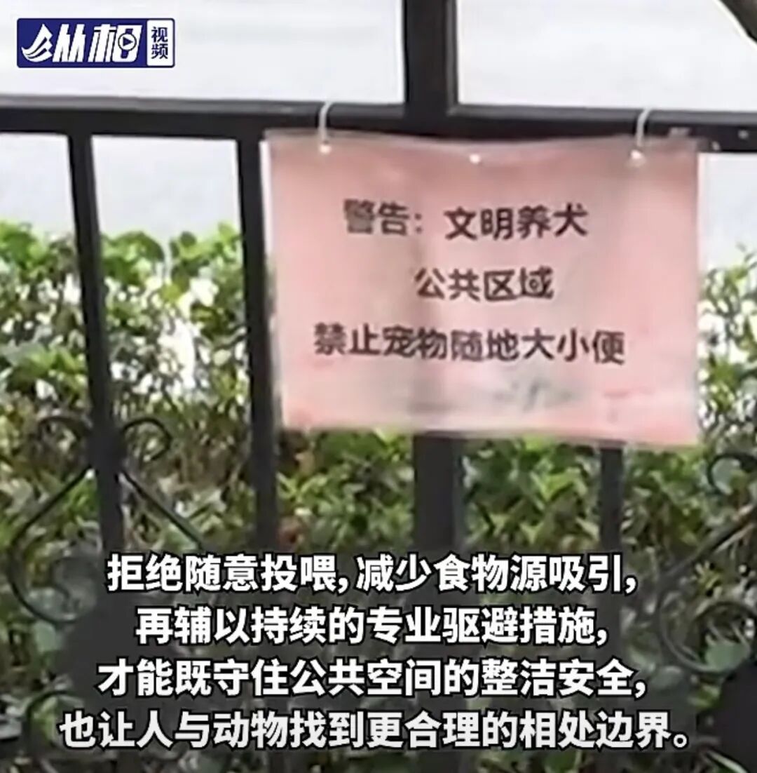 投喂流浪猫引来“不速之客” ,上海一小区架空层成排便点,异味难除 …… 投喂流浪猫引来“不速之客” ,上海一小区架空层成排便点,异味难除 ……