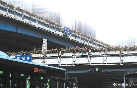 北京环路月季迎来今年最后一轮盛放