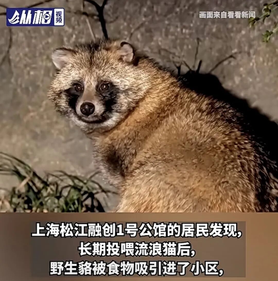 事发上海,一小区架空层成貉“公厕” ……原因已找到 事发上海,一小区架空层成貉“公厕” ……原因已找到
