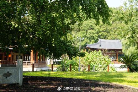 上海千年古银杏园焕新 上海千年古银杏园焕新