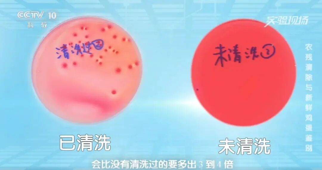 这种“长斑”的鸡蛋,要小心!告诉家里老人:再便宜也别买别吃 这种“长斑”的鸡蛋,要小心!告诉家里老人:再便宜也别买别吃