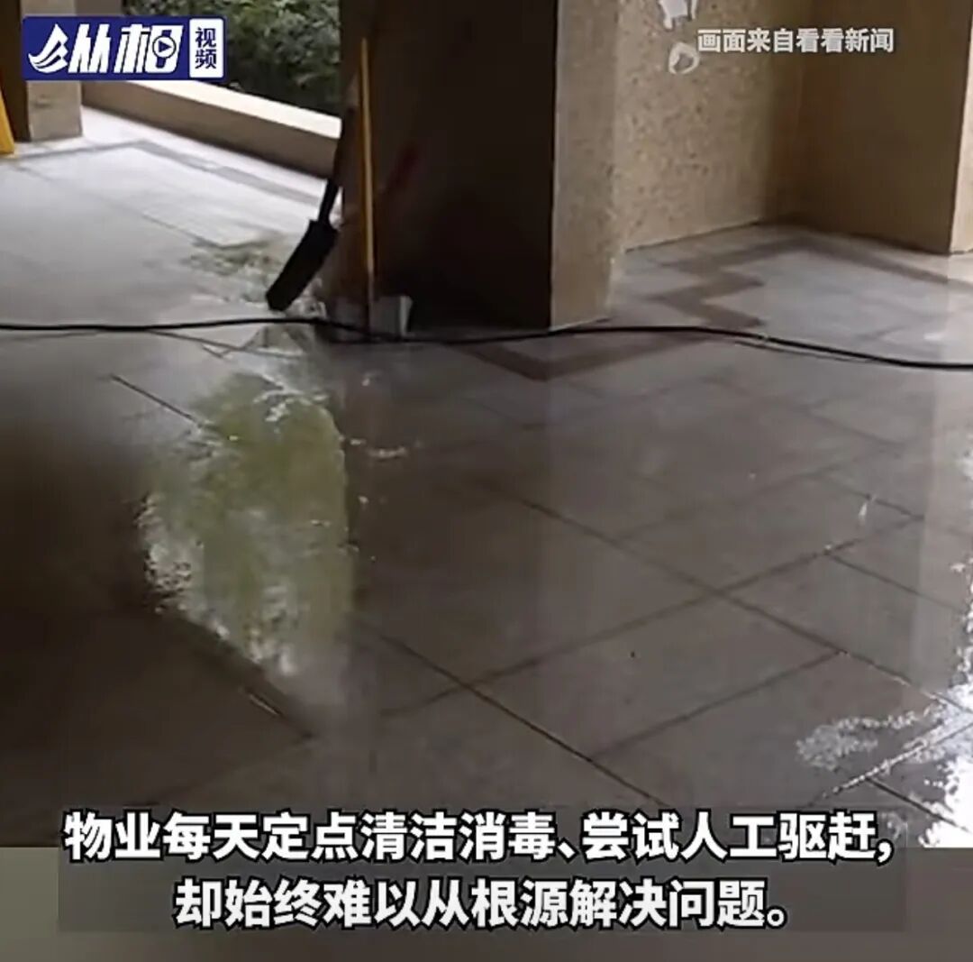投喂流浪猫引来“不速之客” ,上海一小区架空层成排便点,异味难除 …… 投喂流浪猫引来“不速之客” ,上海一小区架空层成排便点,异味难除 ……