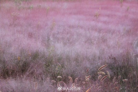 治愈！秋日限定粉色浪漫上线