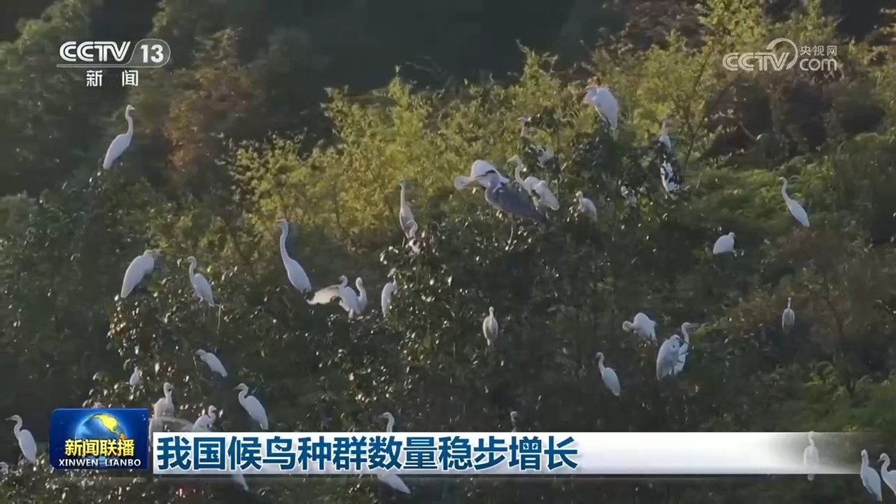 我国候鸟种群数量稳步增长