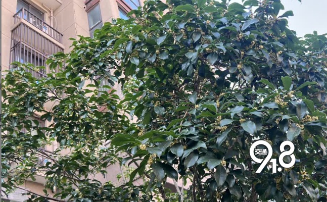 杭州桂花开了，有人一闻到就头晕恶心！小心 “桂花病” 找上门