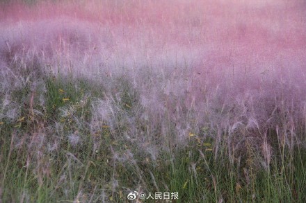 治愈！秋日限定粉色浪漫上线