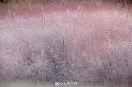 治愈！秋日限定粉色浪漫上线