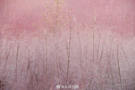 治愈！秋日限定粉色浪漫上线