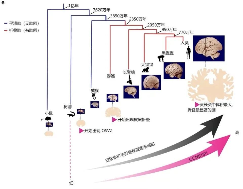 小鼠长出人脑褶皱!中国科学家找到人类超高智力关键基因 小鼠长出人脑褶皱!中国科学家找到人类超高智力关键基因