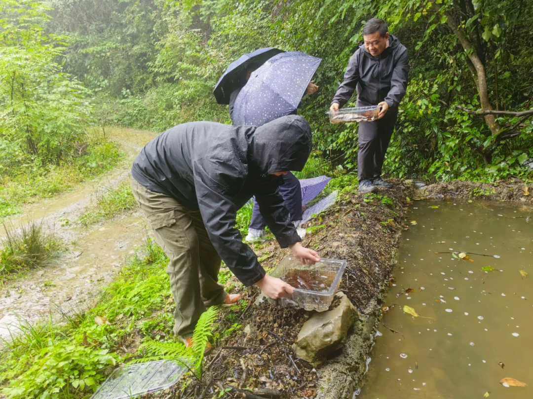 3亿年 “生物活化石”！湖北长阳成功繁育放归