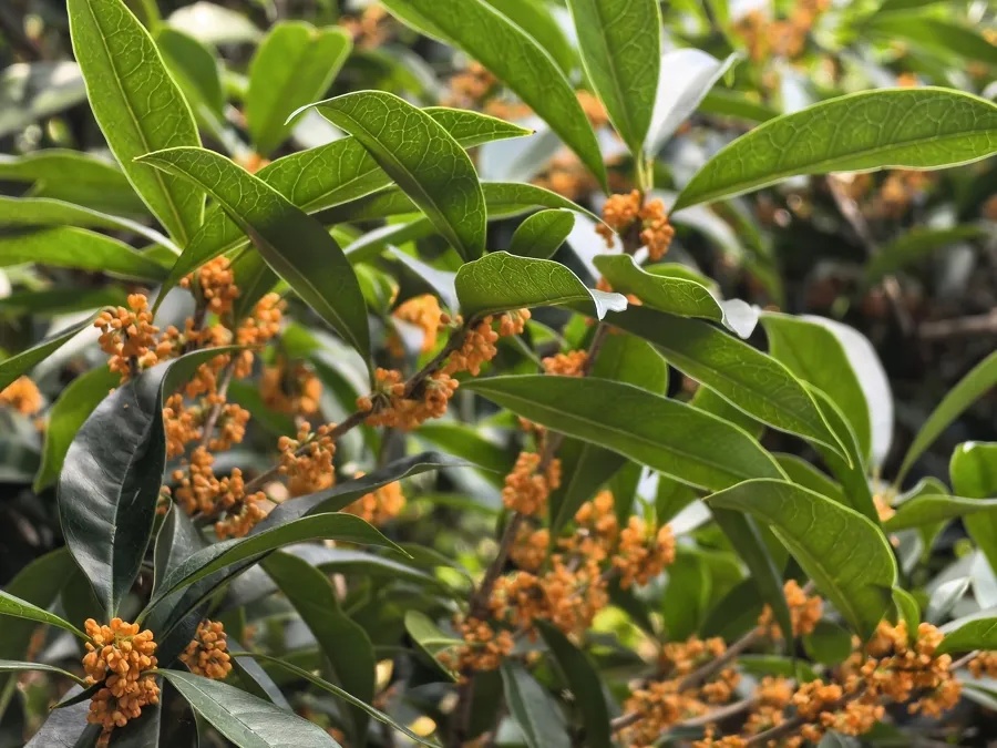 上海的桂花终于开了！专家提醒：今年花期短，赏桂趁早！还有一件事，千万不能做→