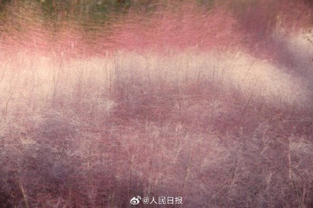 治愈！秋日限定粉色浪漫上线