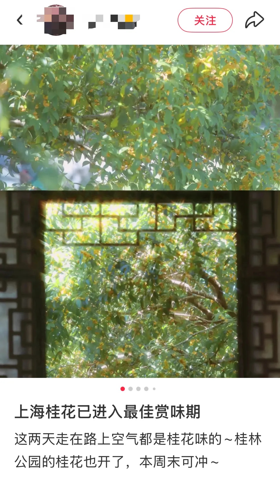 上海的桂花终于开了！专家提醒：今年花期短，赏桂趁早！还有一件事，千万不能做→