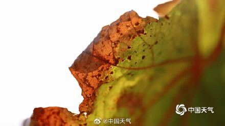 北京秋天的色号藏在每片树叶里 北京秋天的色号藏在每片树叶里