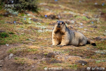 人感染鼠疫主要有三种途径:野外注意不要触摸土拨鼠 人感染鼠疫主要有三种途径:野外注意不要触摸土拨鼠