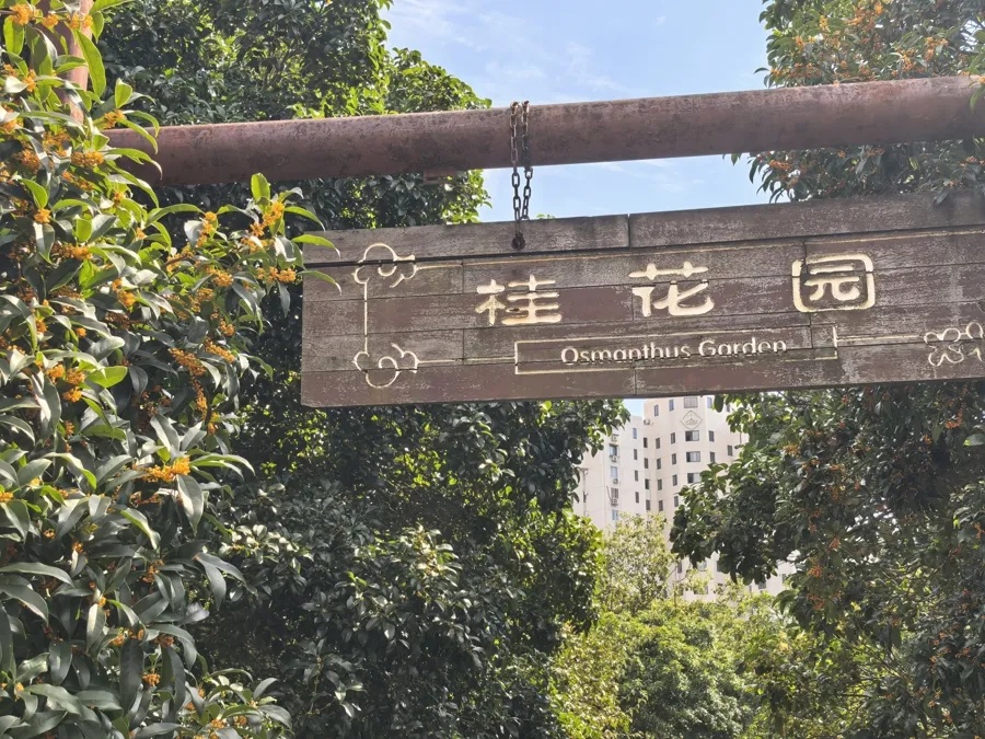 上海的桂花终于开了！专家提醒：今年花期短，赏桂趁早！还有一件事，千万不能做→