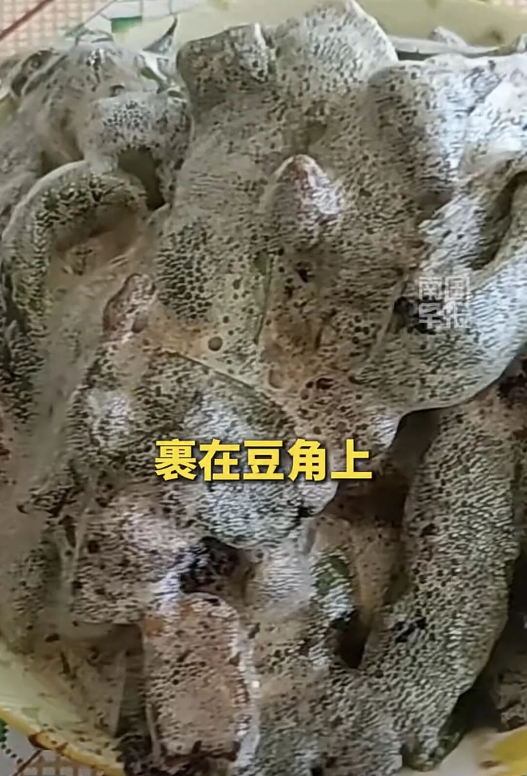 女子吐槽妈妈炖的豆角疯狂冒泡!还以为长毛了…网友:放洗衣机里炖的? 女子吐槽妈妈炖的豆角疯狂冒泡!还以为长毛了…网友:放洗衣机里炖的?