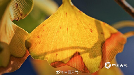 北京秋天的色号藏在每片树叶里 北京秋天的色号藏在每片树叶里