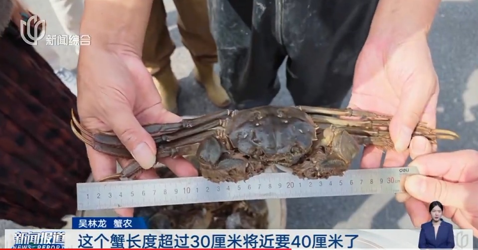 上海人超爱的美味，今年行情两极分化明显！市民：从没听到过的价格