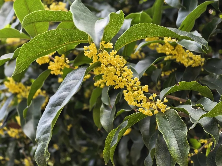 上海的桂花终于开了！专家提醒：今年花期短，赏桂趁早！还有一件事，千万不能做→