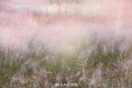 治愈！秋日限定粉色浪漫上线
