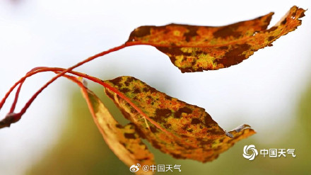 北京秋天的色号藏在每片树叶里 北京秋天的色号藏在每片树叶里