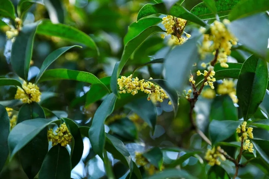上海的桂花终于开了！专家提醒：今年花期短，赏桂趁早！还有一件事，千万不能做→