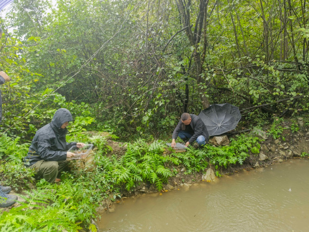 3亿年 “生物活化石”！湖北长阳成功繁育放归