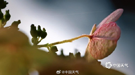 北京秋天的色号藏在每片树叶里 北京秋天的色号藏在每片树叶里