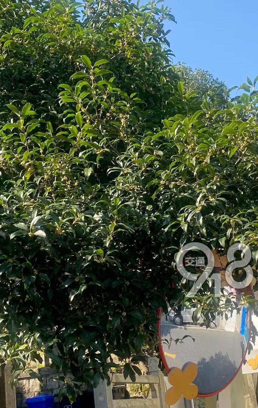 杭州桂花开了，有人一闻到就头晕恶心！小心 “桂花病” 找上门