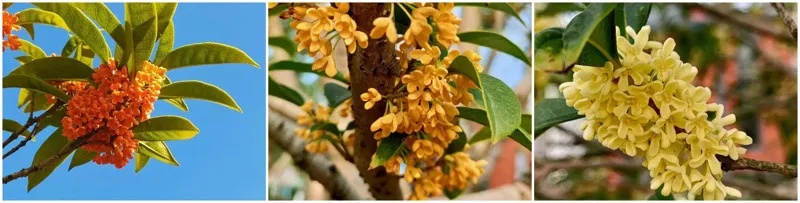 上海的桂花终于开了！专家提醒：今年花期短，赏桂趁早！还有一件事，千万不能做→