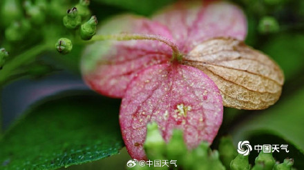 北京秋天的色号藏在每片树叶里 北京秋天的色号藏在每片树叶里