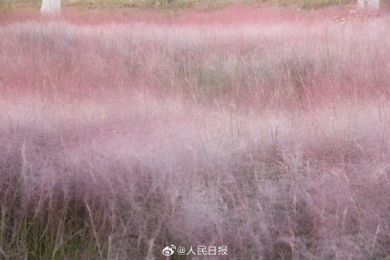 治愈！秋日限定粉色浪漫上线