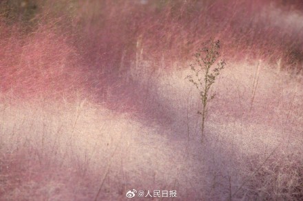 治愈！秋日限定粉色浪漫上线