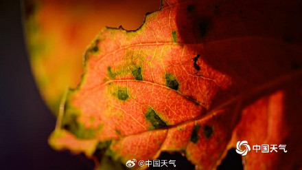 北京秋天的色号藏在每片树叶里 北京秋天的色号藏在每片树叶里
