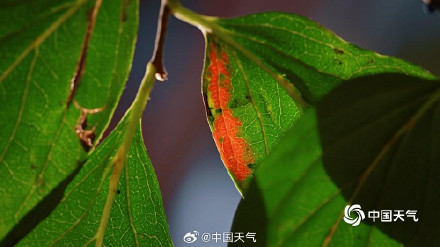 北京秋天的色号藏在每片树叶里 北京秋天的色号藏在每片树叶里