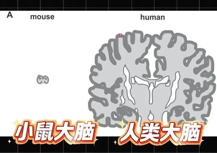 小鼠长出人脑褶皱!中国科学家找到人类超高智力关键基因 小鼠长出人脑褶皱!中国科学家找到人类超高智力关键基因