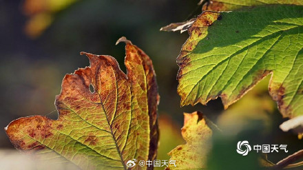 北京秋天的色号藏在每片树叶里 北京秋天的色号藏在每片树叶里