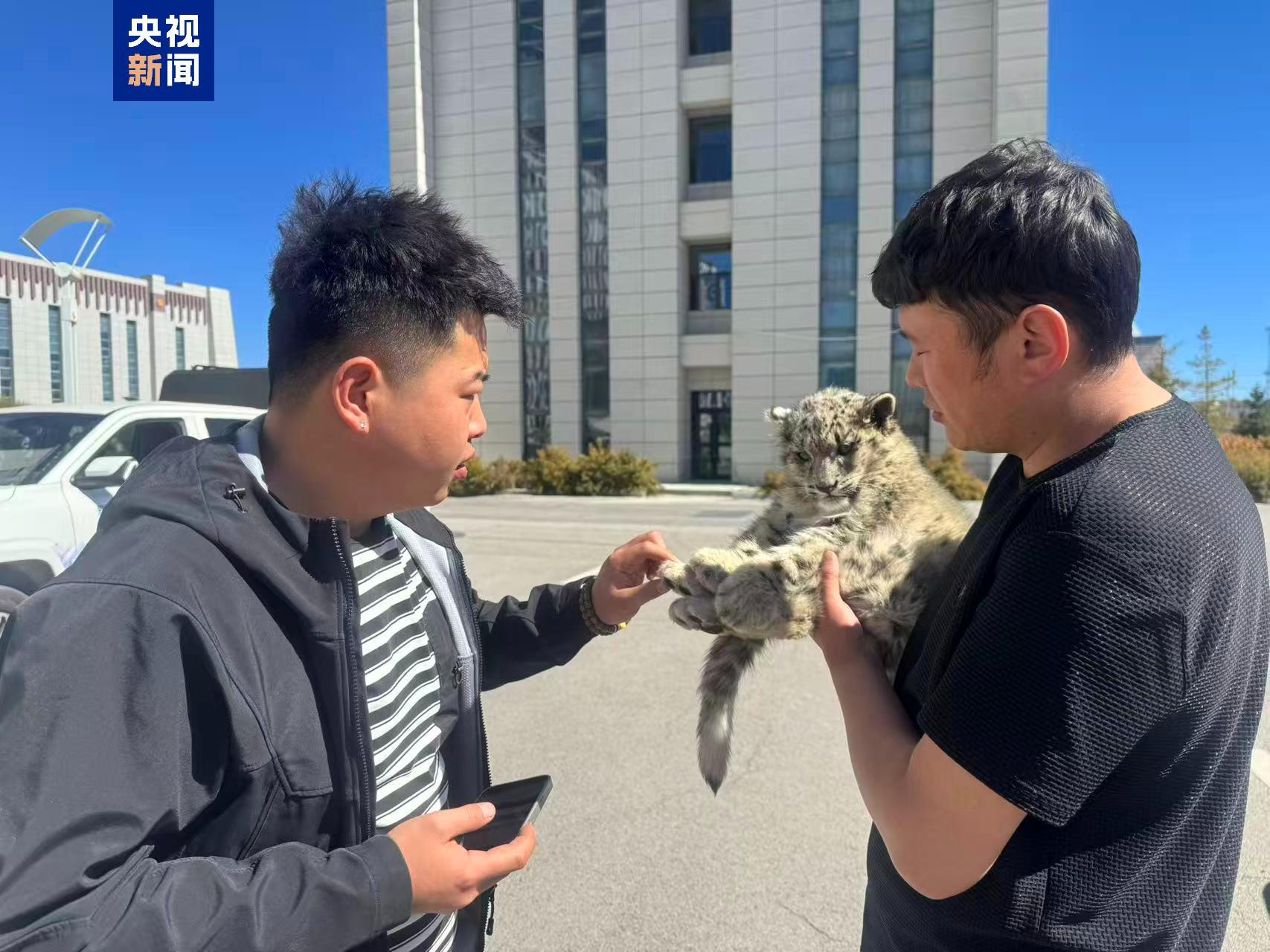 “雪山之王”幼崽落单 青海湖管护员连夜救助