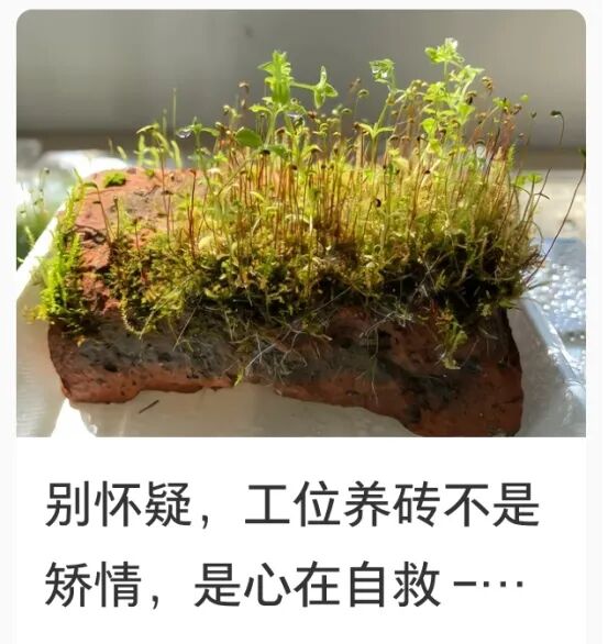 零成本、低门槛!年轻人开始养一种“新宠”,医生提醒 零成本、低门槛!年轻人开始养一种“新宠”,医生提醒